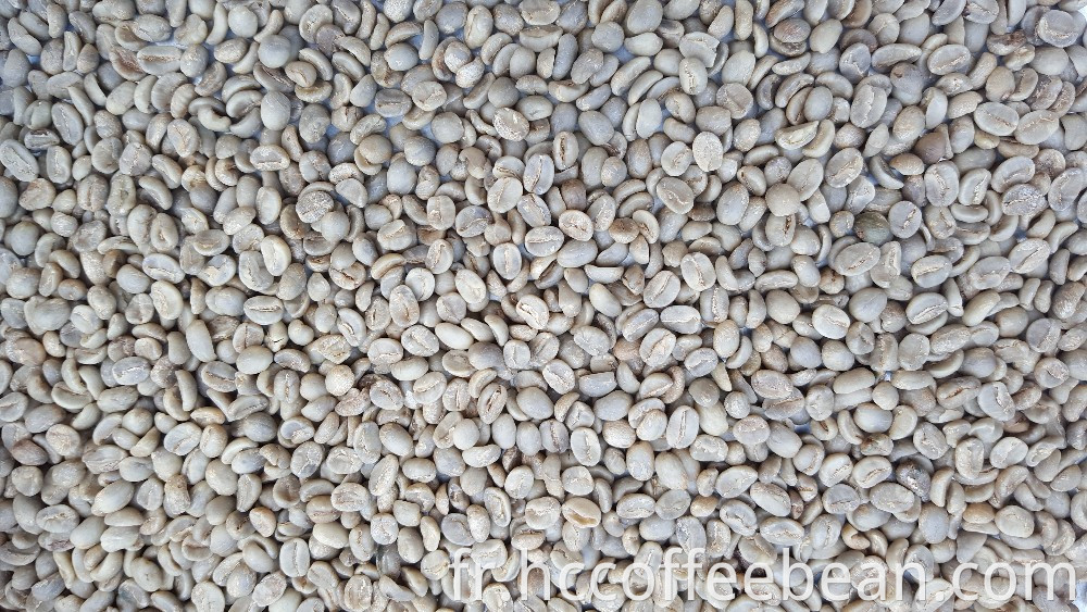 grains de café verts crus de taille moyenne